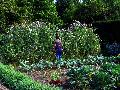 gal/holiday/Yeovil Area 2007 - Tintihull Gardens/_thb_Tintinhull_Gardens_IMG_7596.jpg